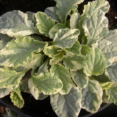 Живучка ползучая "Variegata"
