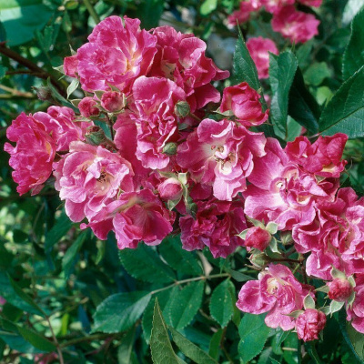 Роза "Belinda"