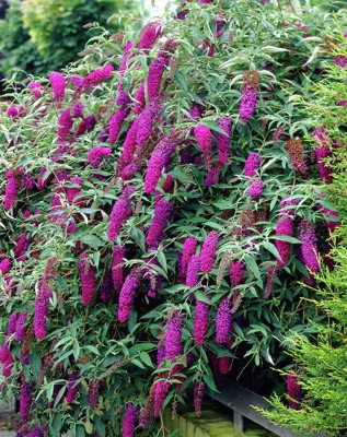 Буддлея давида "Nanho Purple"