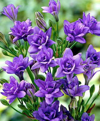 Фрезия "Double Blue"