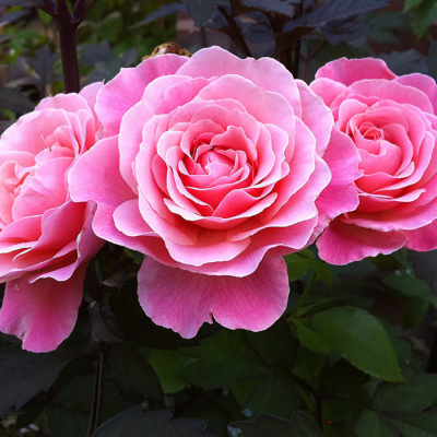 Роза "Tickled Pink"