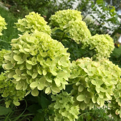 Гортензия метельчатая "Little Lime"