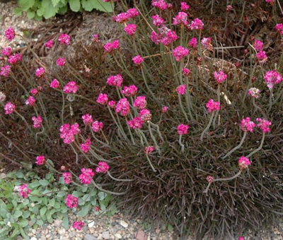 Армерия приморская "Rubrifolia"