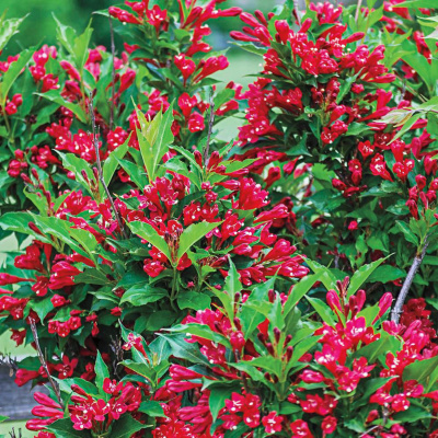 Вейгела "Red Prince"