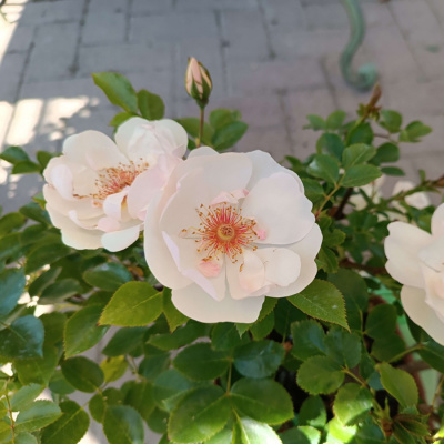 Роза "Jacqueline du Pre"