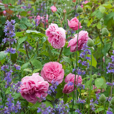 Роза "Gertrude Jekyll"