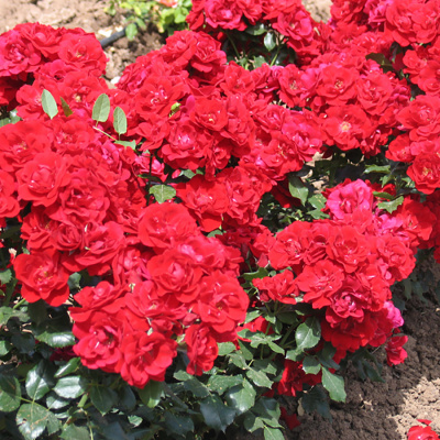 Роза "Red Drift"