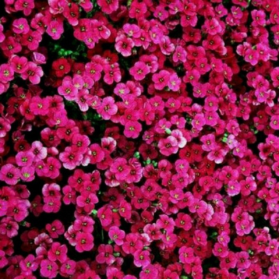 Обриета "Florado Rose"