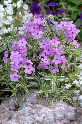 Флокс полегающий "Variegata"