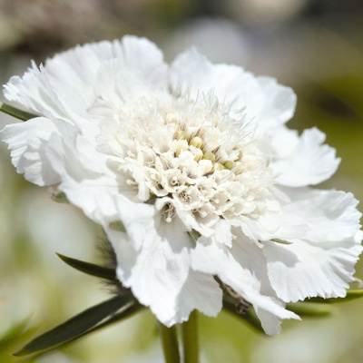 Скабиоза гибридная "White Flower"