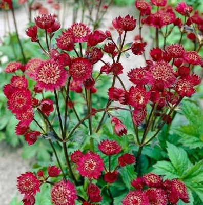 Астранция большая "Rubra"