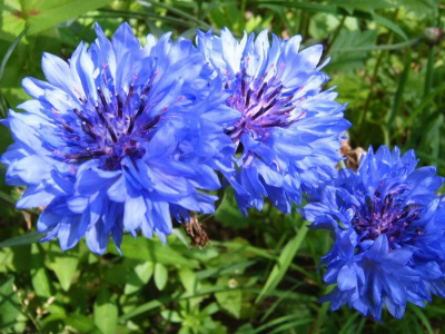 Василек горный "Bright Blue"