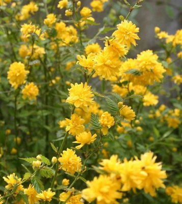 Керрия японская "Aureovariegata"