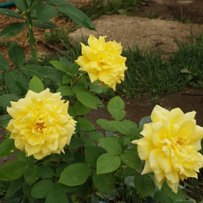 Роза "Landora Climber"