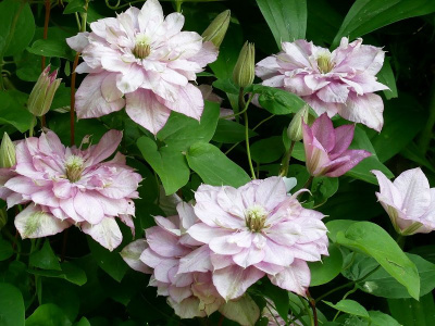 Клематис "Innocent Blush"