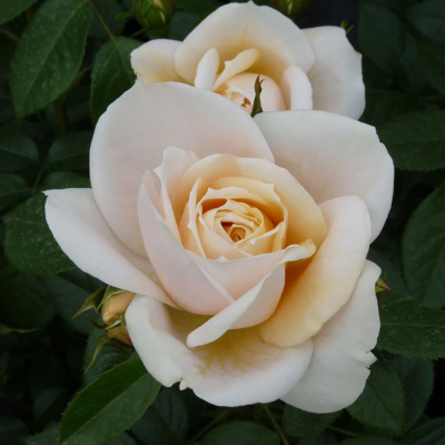 Роза "Lions Rose"