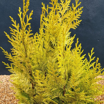 Кипарисовик горохоплодный "Gold Spangle"