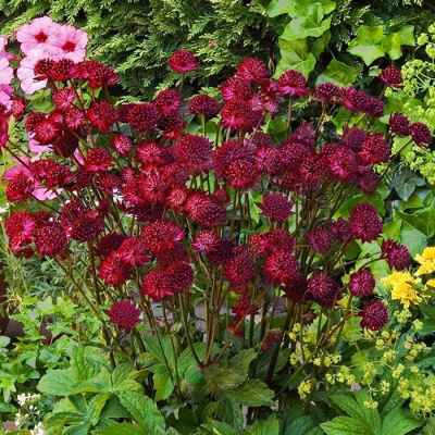 Астранция большая "Rubra"