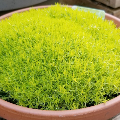 Мшанка шиловидная "Lime Moss"