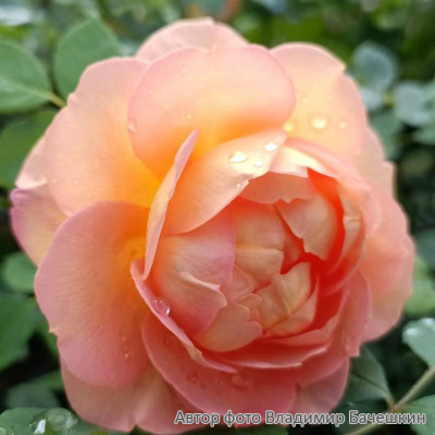 Роза "Abraham Darby"