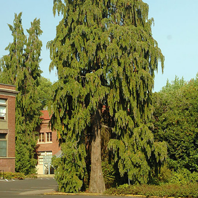 Кипарисовик лавсона