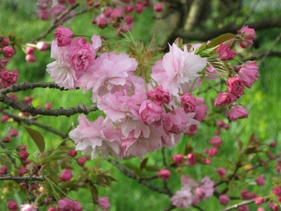 Вишня мелкопильчатая "Pink Perfection"