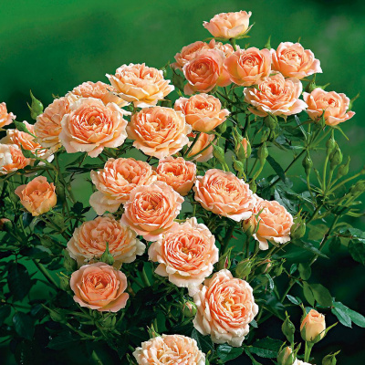 Роза "Coral Sweet Dream"