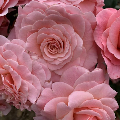 Роза "Tickled Pink"