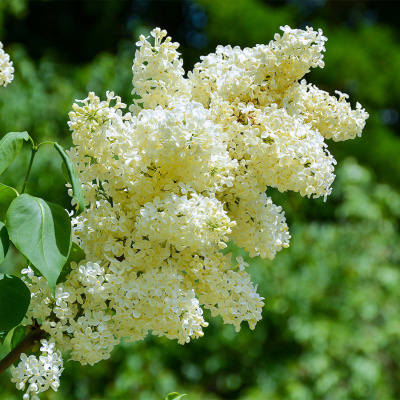 Сирень "Primrose"