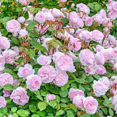 Роза "Olivia Rose Austin"