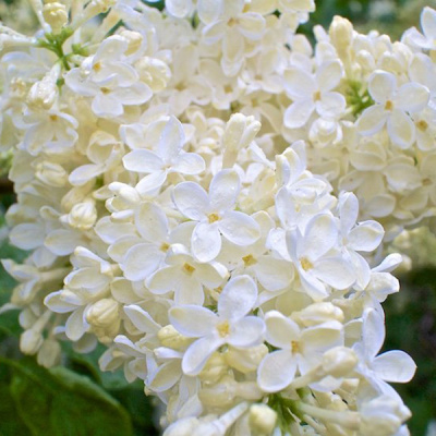 Сирень "Primrose"