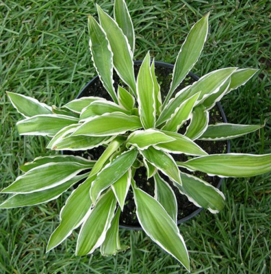 Хоста "Helenioides Albopicta"
