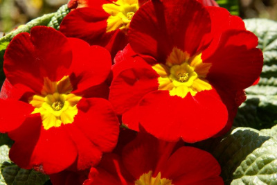 Примула бесстебельная "Crescendo Bright Red"