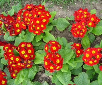 Примула бесстебельная "Crescendo Bright Red"