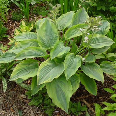 Хоста "Alvatine Taylor"