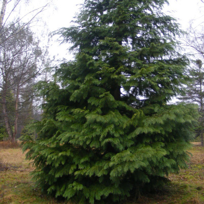Кипарисовик лавсона