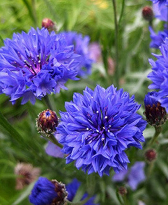 Василек горный "Bright Blue"