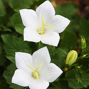 Платикодон (Ширококолокольчик) крупноцветковый "Codo Double White"