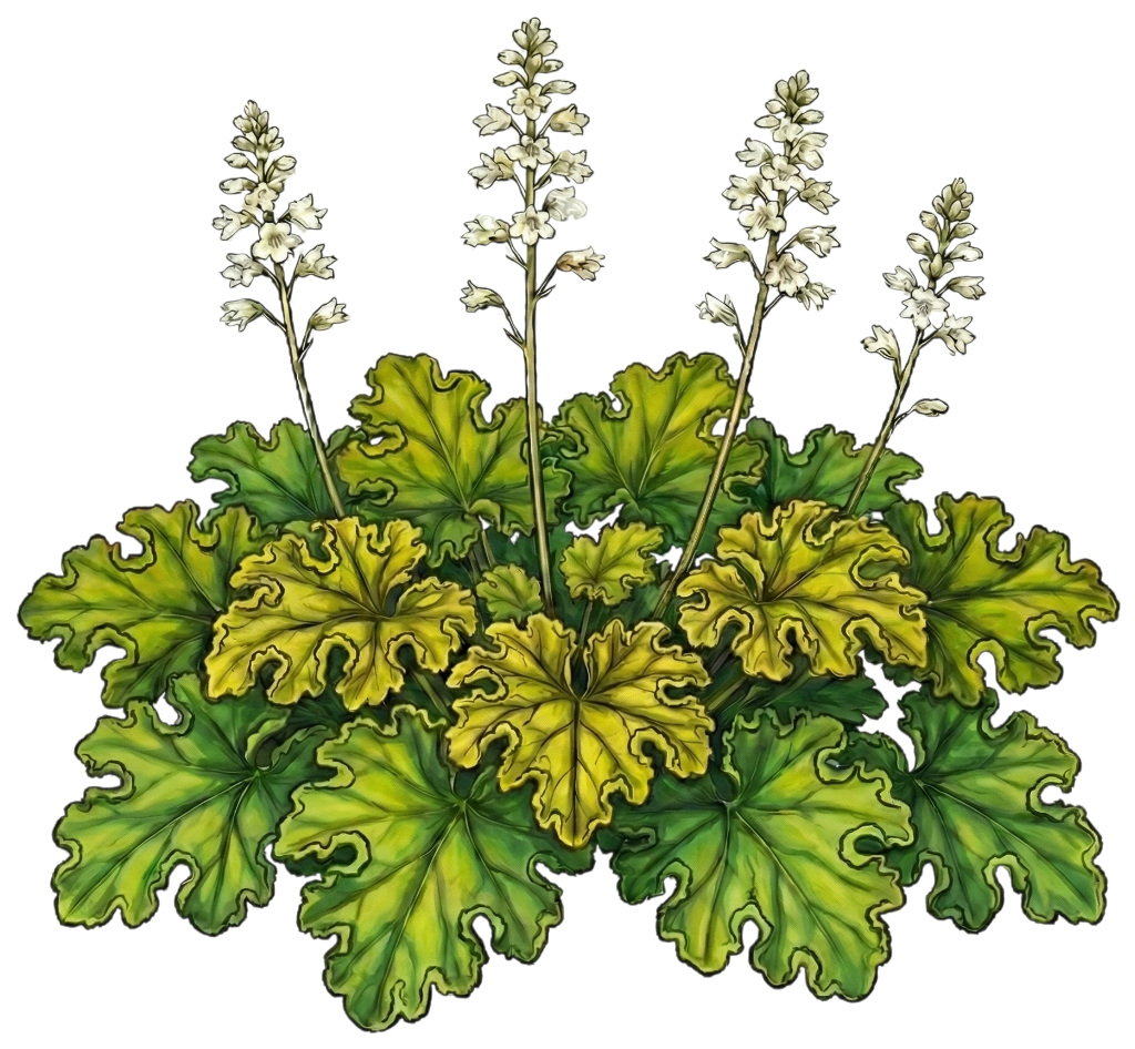 Гейхера 