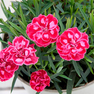 Гвоздика садовая "Diantica Strawberry Cream"