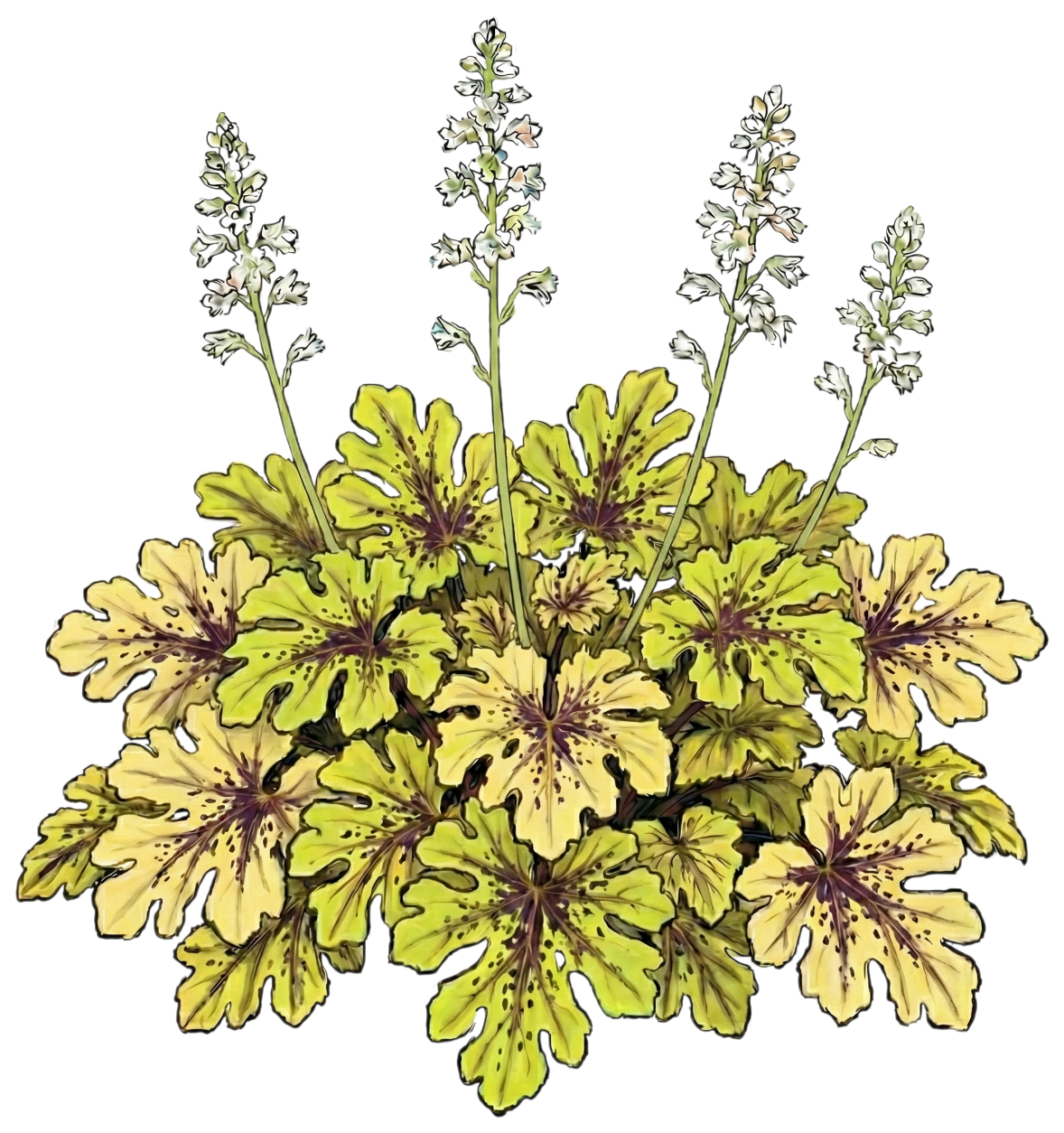 Гейхерелла 