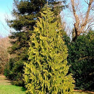 Кипарисовик нутканский "Aurea"