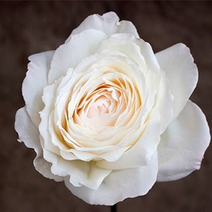 Роза "Princess Miyuki"