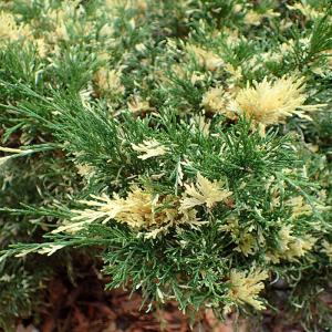 Можжевельник казацкий "Variegata"