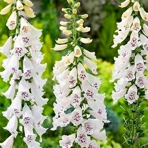 Наперстянка пурпурная "Dalmatian White"