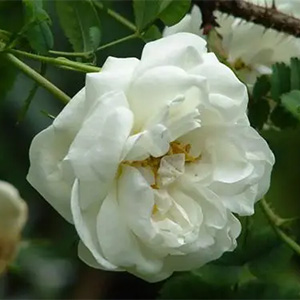 Роза "Kakwa"