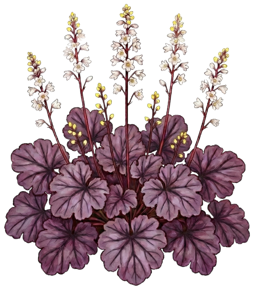 Гейхера 