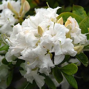 Азалия гибридная "Whitethroat"