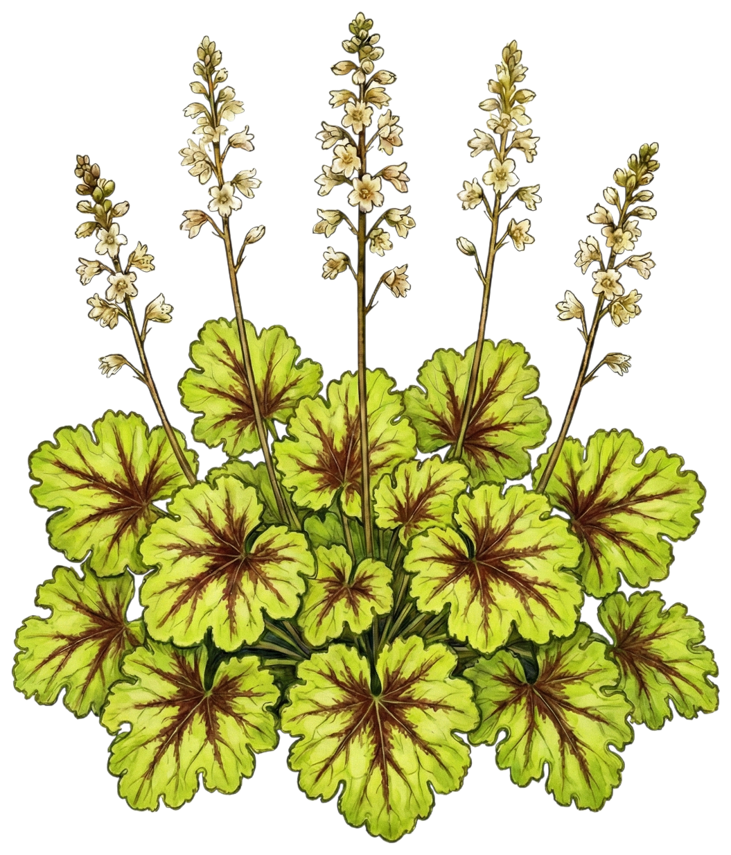 Гейхерелла 