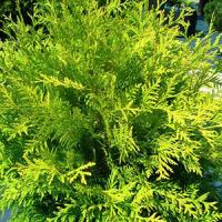 Туя западная "Globosa Aurea"